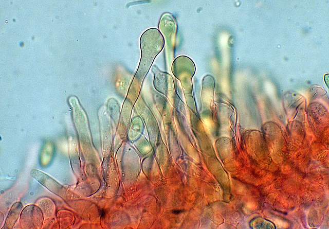 Galerina spec. Cod.: 0947-07